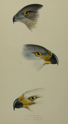 John Gould's Birds of Australia